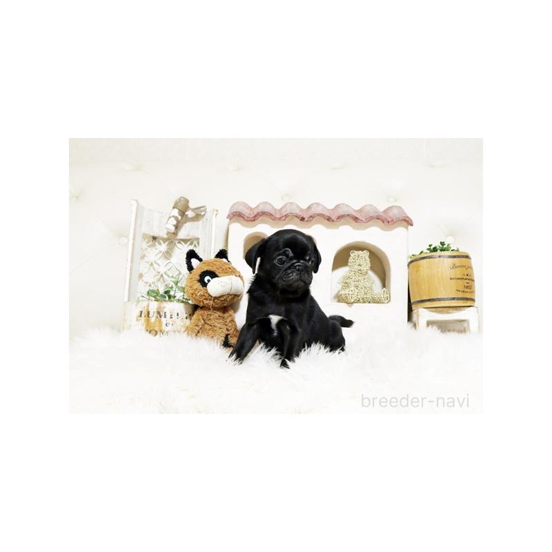 販売中の佐賀県のパグ-431175の4枚目