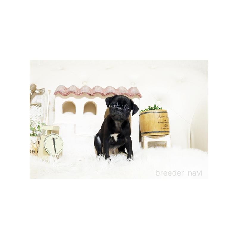 販売中の佐賀県のパグ-431176の4枚目