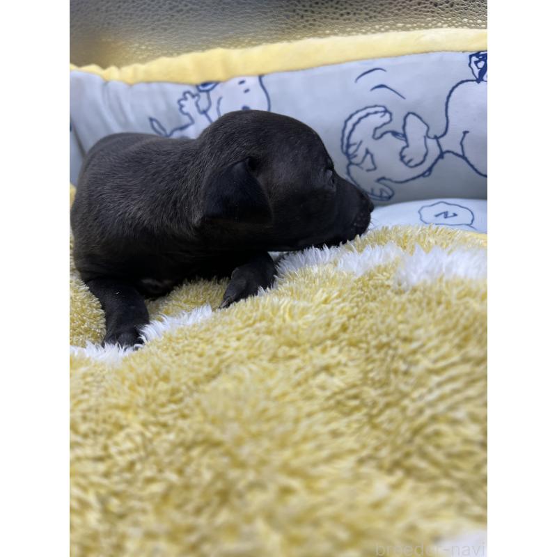 販売中の静岡県のイタリアングレーハウンド(イタグレ)-431178の5枚目