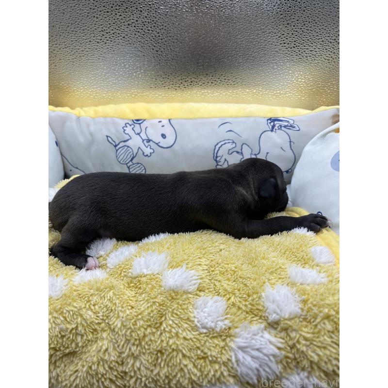 販売中の静岡県のイタリアングレーハウンド(イタグレ)-431178の4枚目