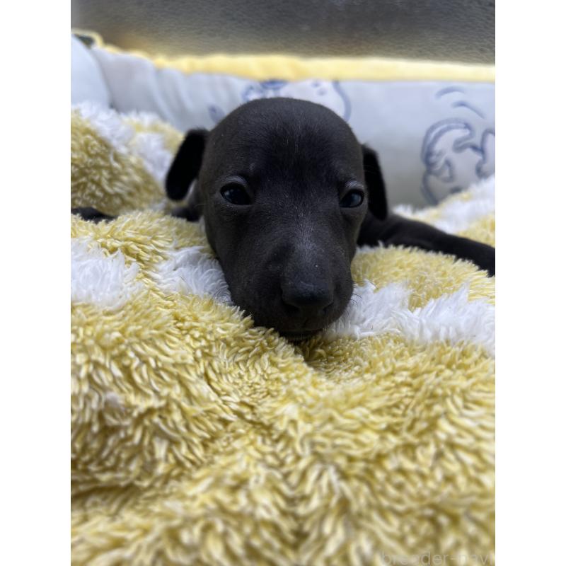 販売中の静岡県のイタリアングレーハウンド(イタグレ)-431178の2枚目