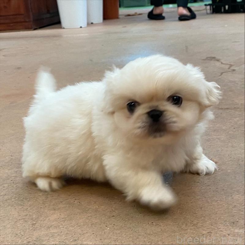 販売中の沖縄県のペキニーズ-431179の1枚目