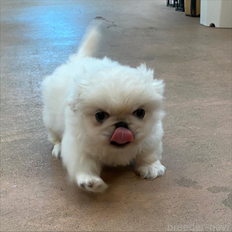 販売中の沖縄県のペキニーズ-431179の3枚目