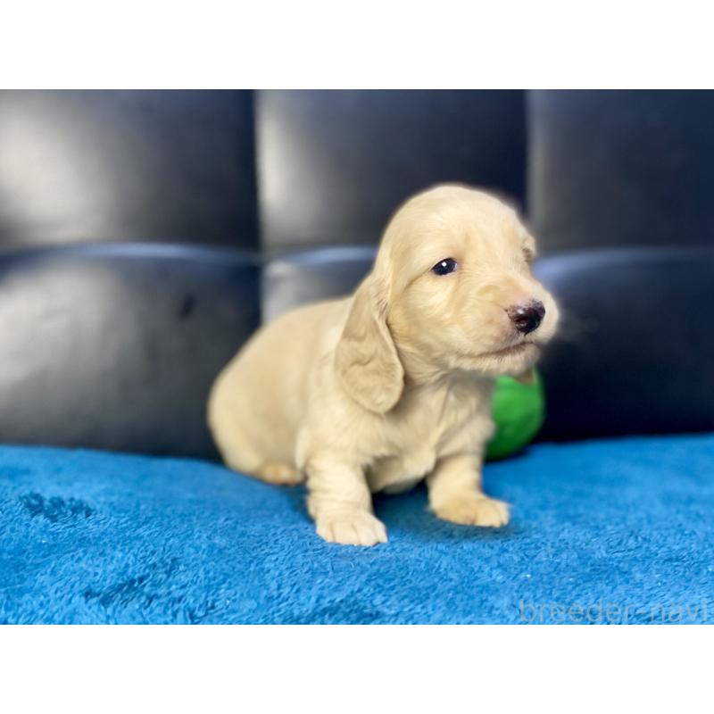 成約済の岐阜県のミニチュアダックスフンド(ロングヘアード)-430141の15枚目