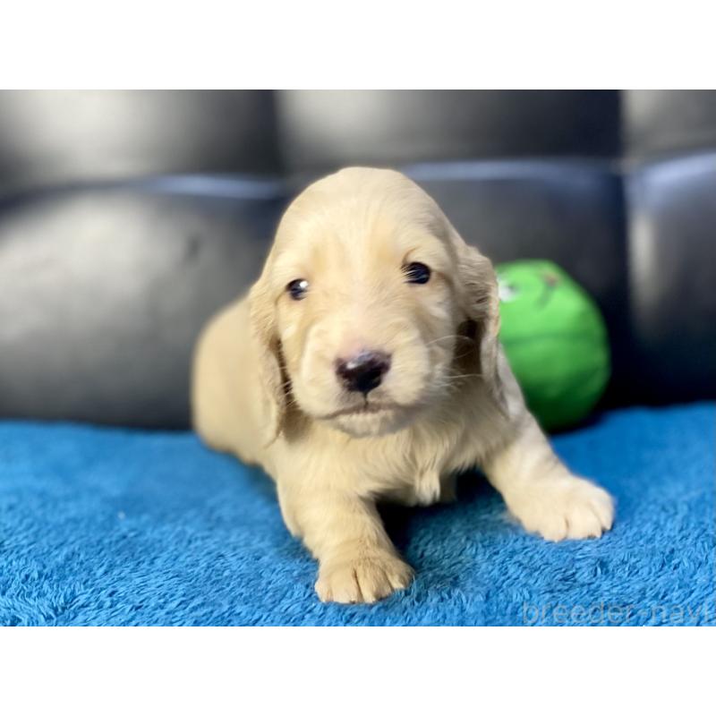 成約済の岐阜県のミニチュアダックスフンド(ロングヘアード)-430141の14枚目