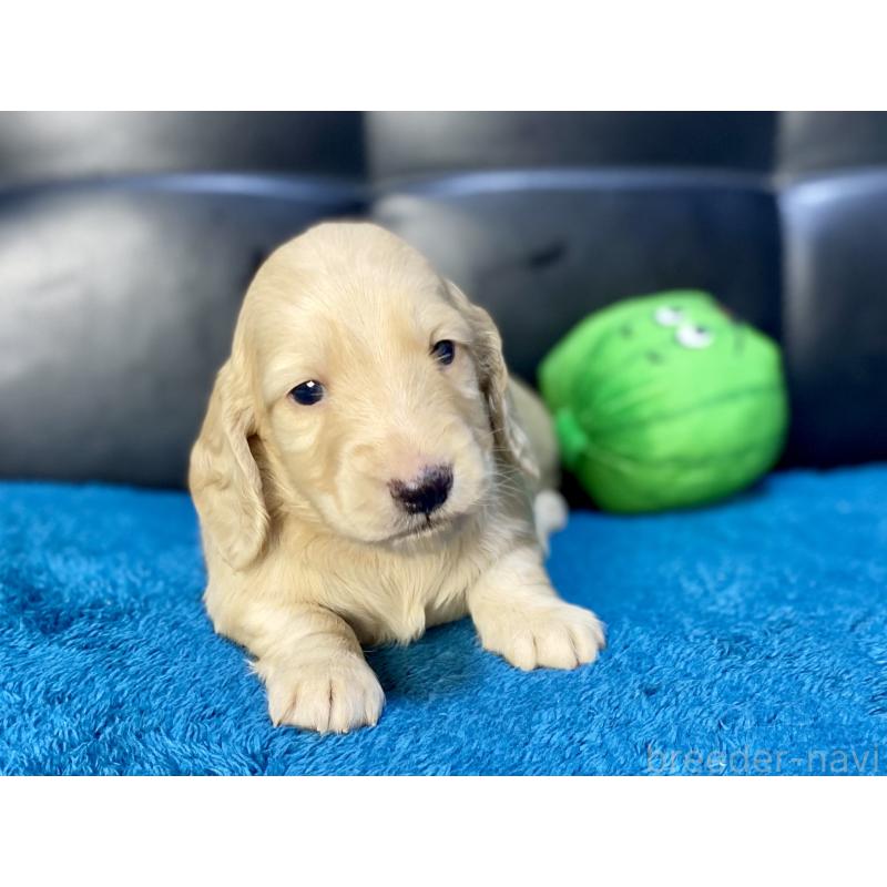 成約済の岐阜県のミニチュアダックスフンド(ロングヘアード)-430141の13枚目