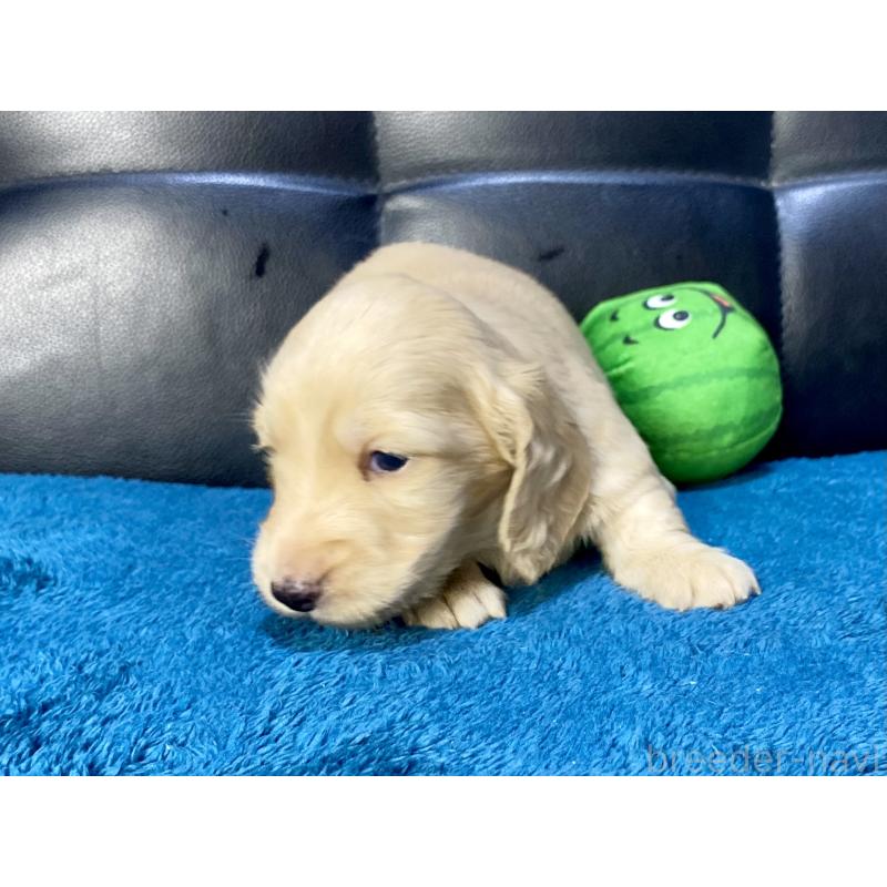 成約済の岐阜県のミニチュアダックスフンド(ロングヘアード)-430141の11枚目