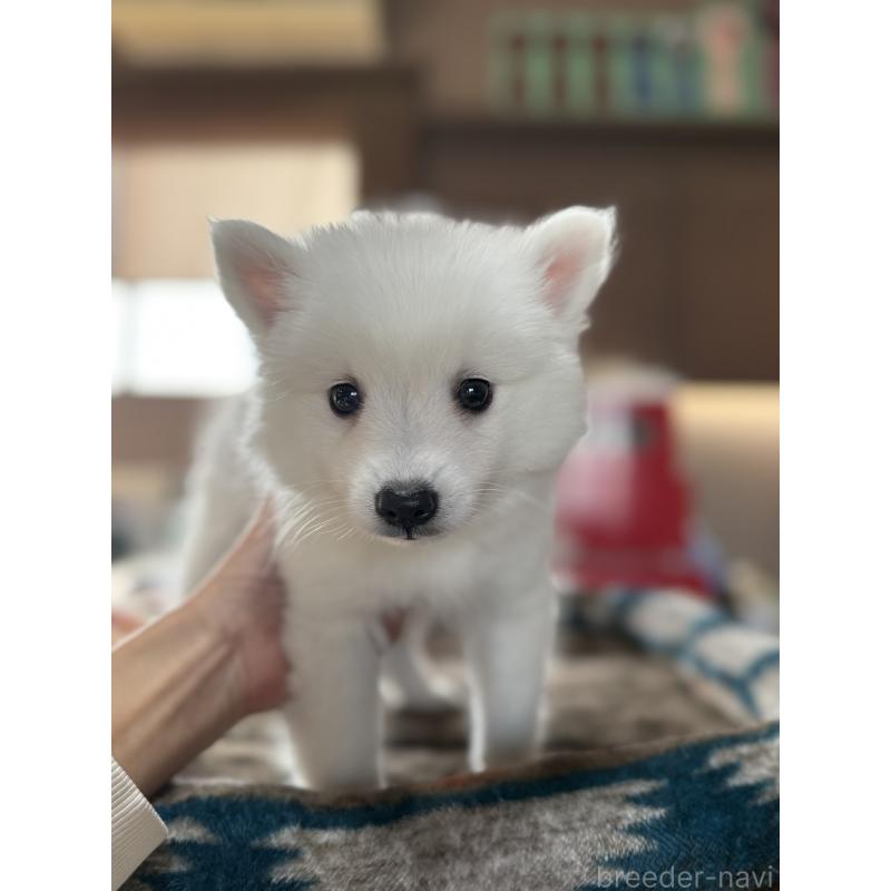 販売中の静岡県の日本スピッツ-431329の7枚目