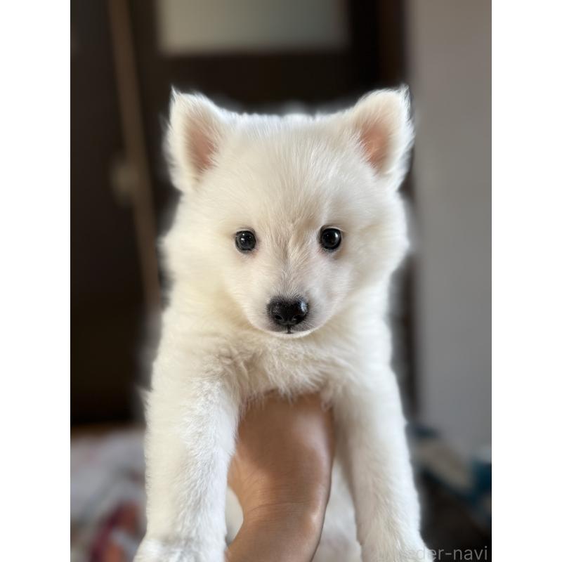 販売中の静岡県の日本スピッツ-431329の6枚目