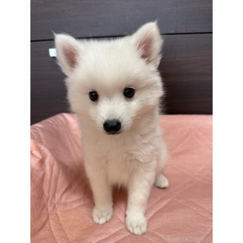 販売中の静岡県の日本スピッツ-431329の5枚目