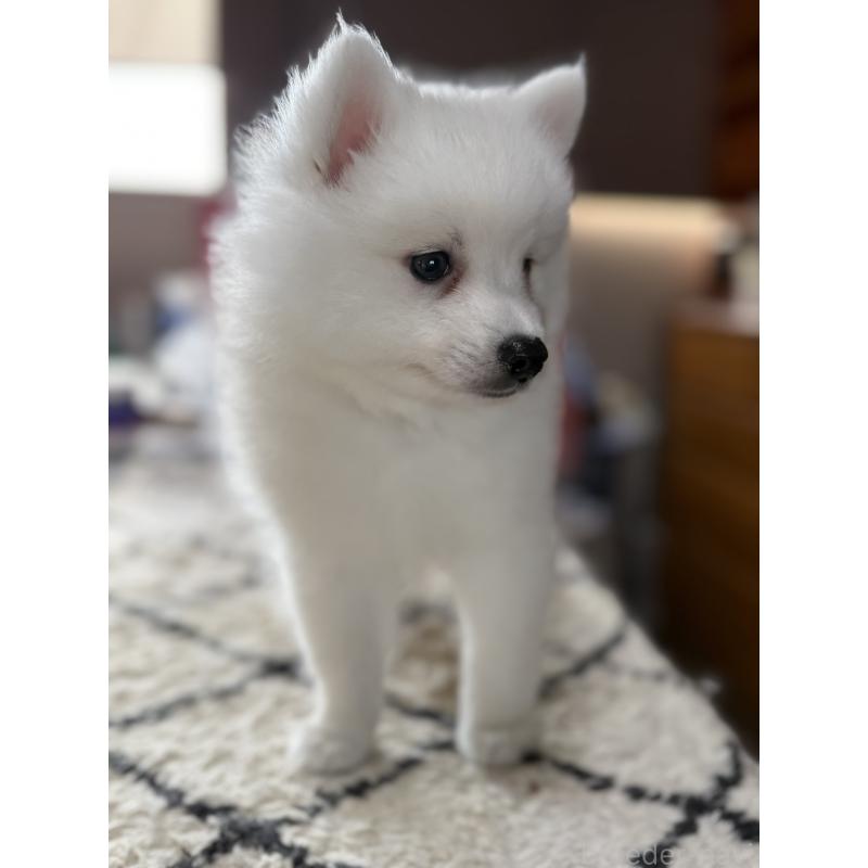 販売中の静岡県の日本スピッツ-431330の8枚目