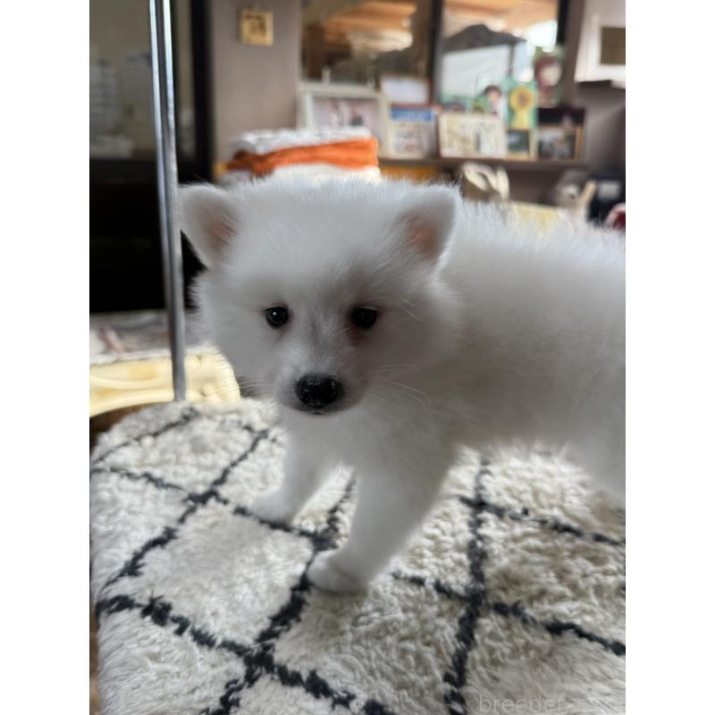 販売中の静岡県の日本スピッツ-431330の7枚目