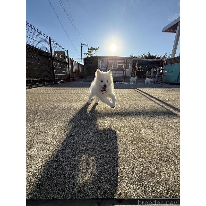 販売中の静岡県の日本スピッツ-431330の6枚目