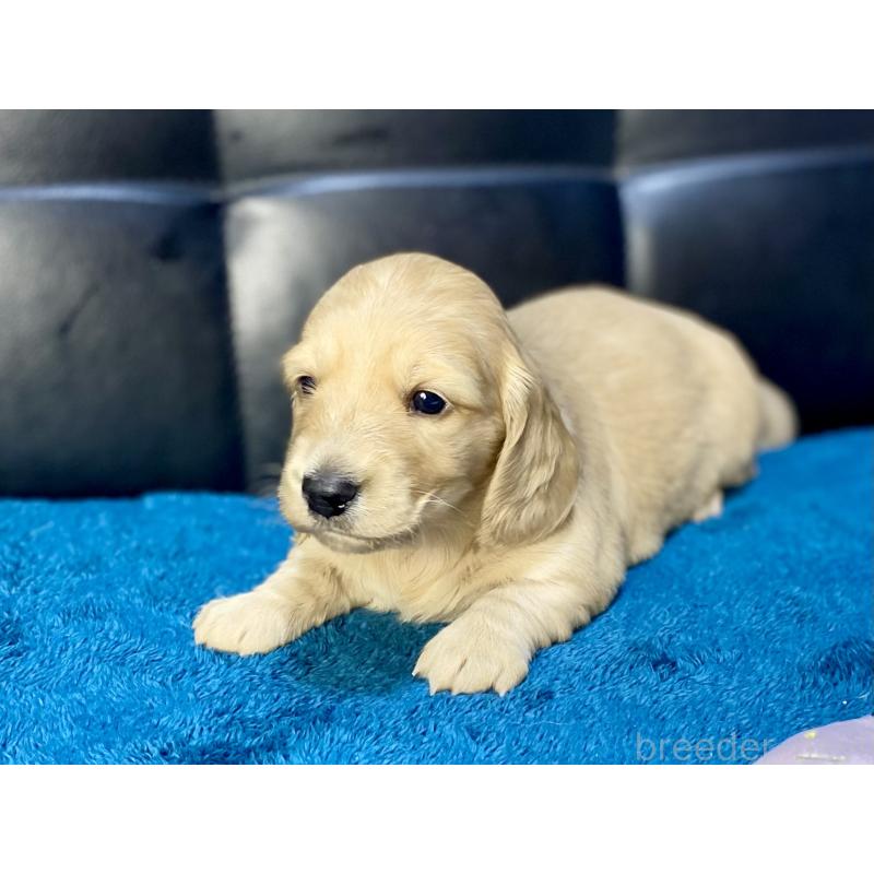 販売中の岐阜県のミニチュアダックスフンド(ロングヘアード)-429427の9枚目