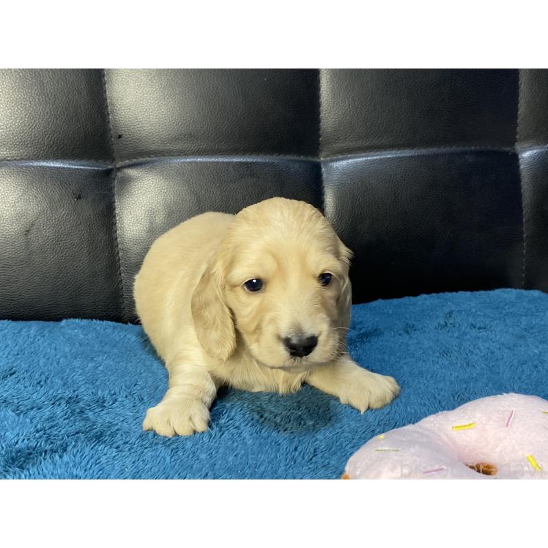 販売中の岐阜県のミニチュアダックスフンド(ロングヘアード)-429427の8枚目