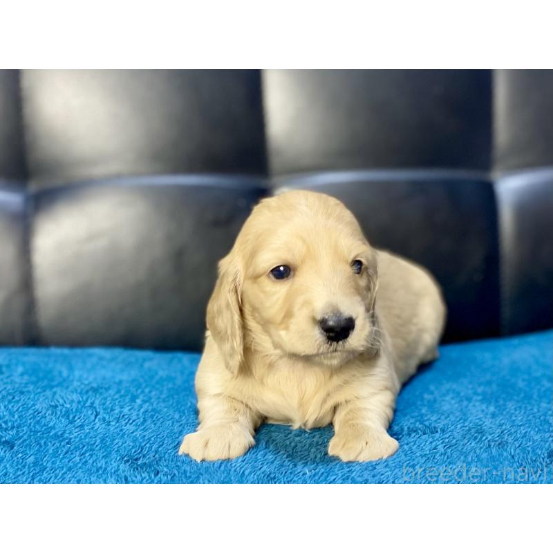 販売中の岐阜県のミニチュアダックスフンド(ロングヘアード)-429427の7枚目