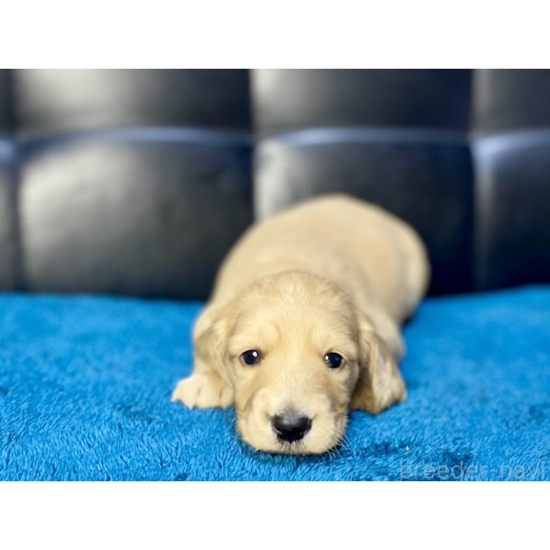 販売中の岐阜県のミニチュアダックスフンド(ロングヘアード)-429427の6枚目