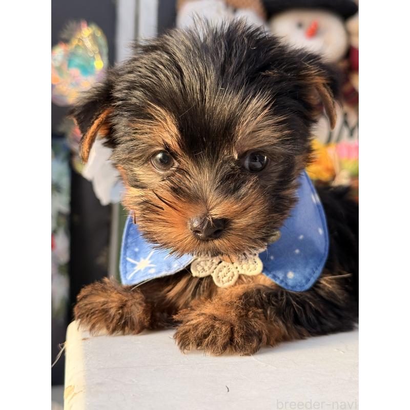 販売中の宮崎県のヨークシャーテリア-431333の6枚目