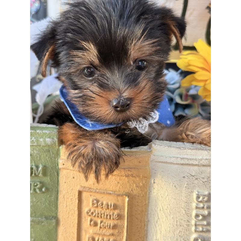 販売中の宮崎県のヨークシャーテリア-431333の3枚目