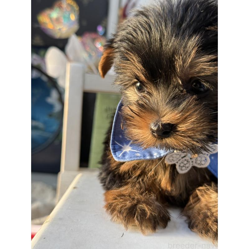 販売中の宮崎県のヨークシャーテリア-431333の2枚目