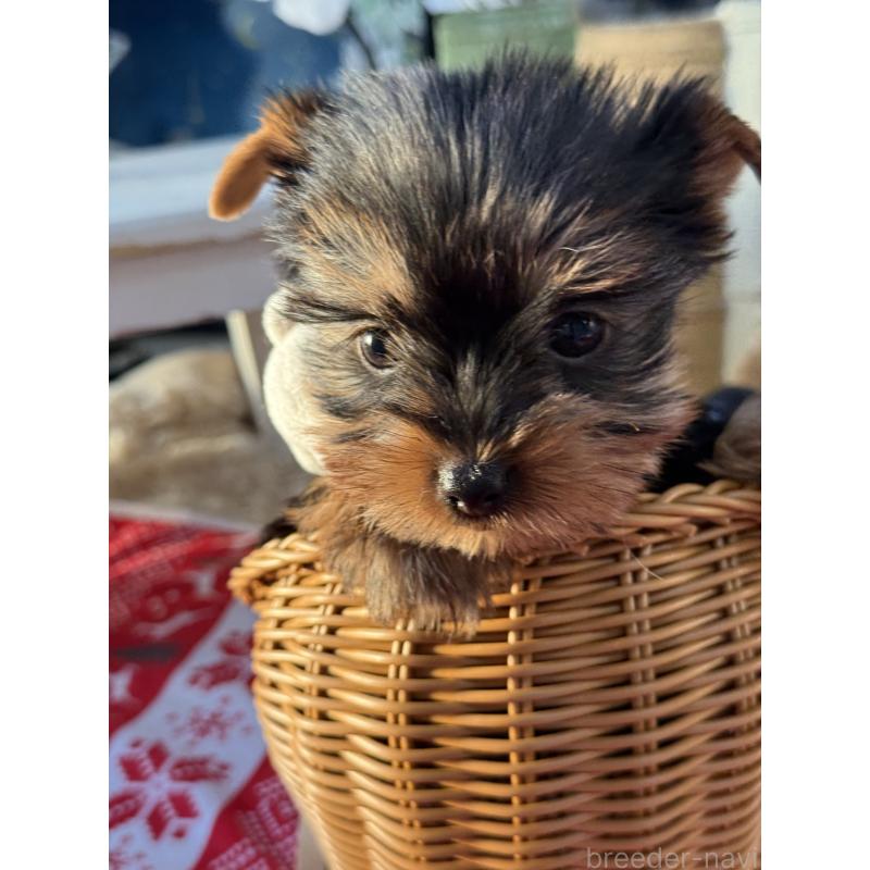 販売中の宮崎県のヨークシャーテリア-431334の11枚目