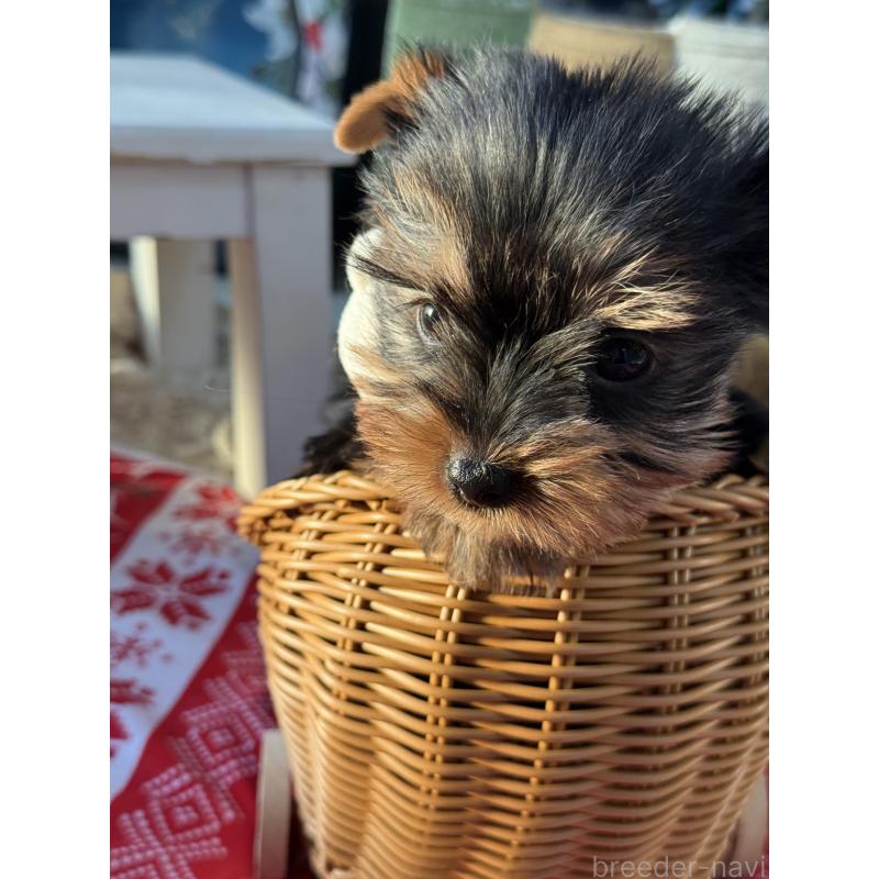 販売中の宮崎県のヨークシャーテリア-431334の10枚目