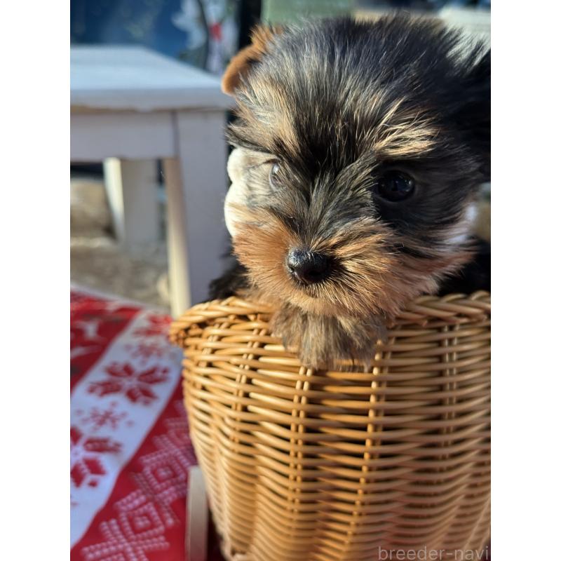 販売中の宮崎県のヨークシャーテリア-431334の9枚目