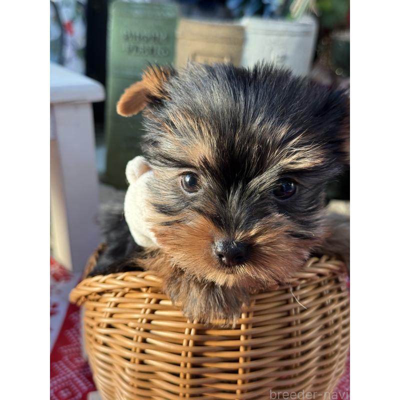 販売中の宮崎県のヨークシャーテリア-431334の8枚目