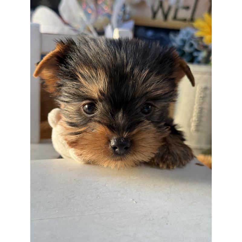 販売中の宮崎県のヨークシャーテリア-431334の7枚目