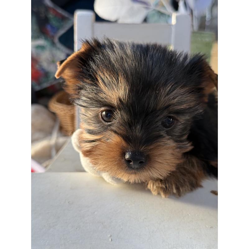 販売中の宮崎県のヨークシャーテリア-431334の6枚目