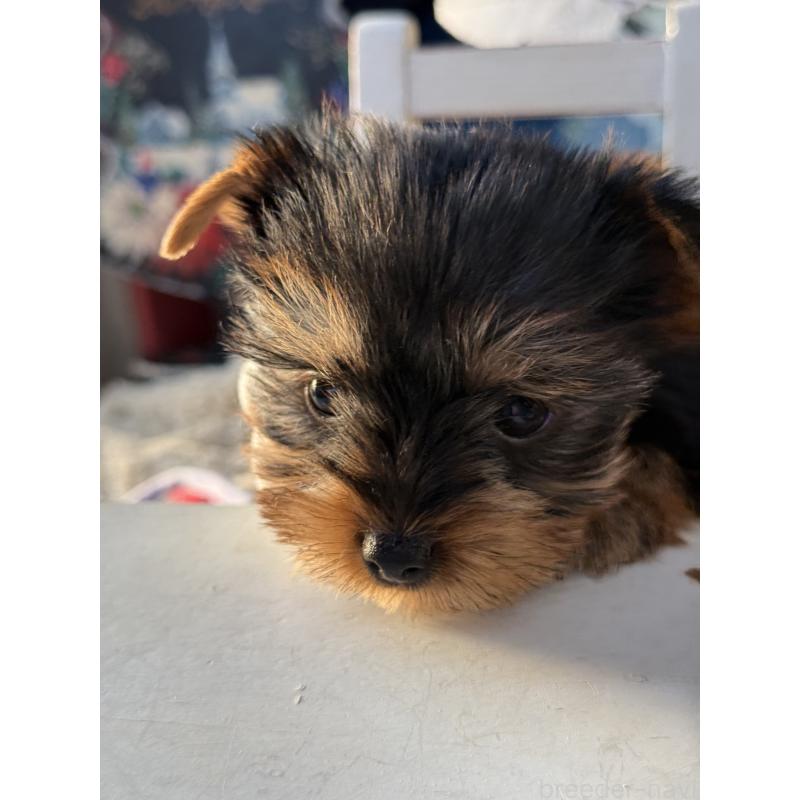 販売中の宮崎県のヨークシャーテリア-431334の5枚目