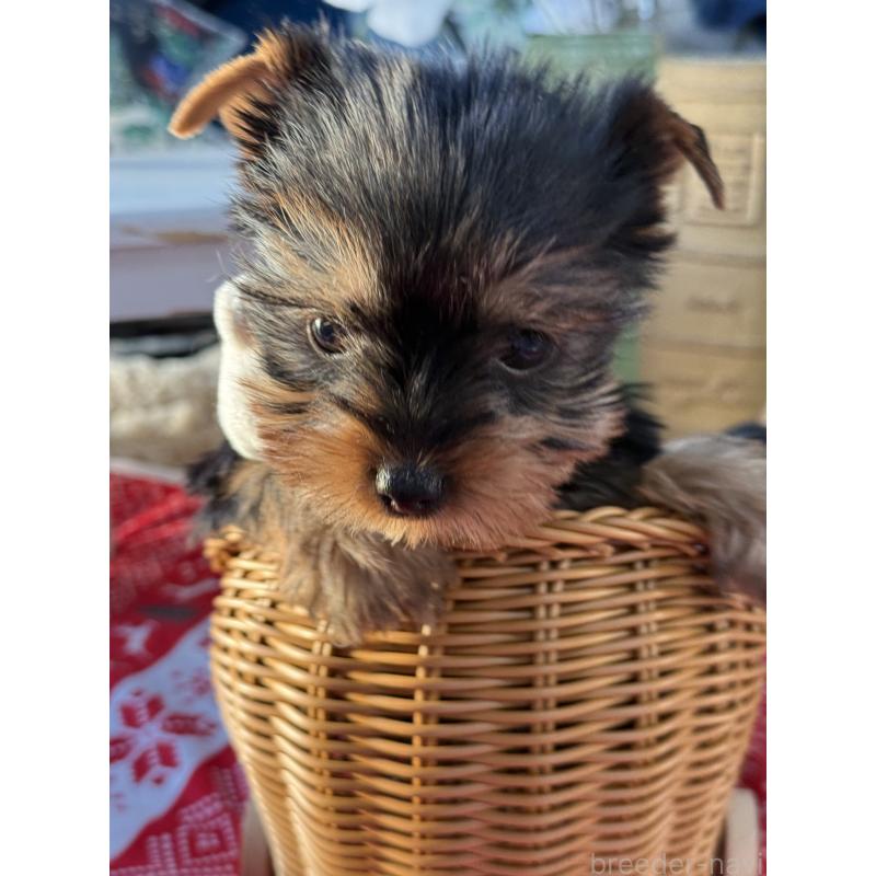 販売中の宮崎県のヨークシャーテリア-431334の4枚目