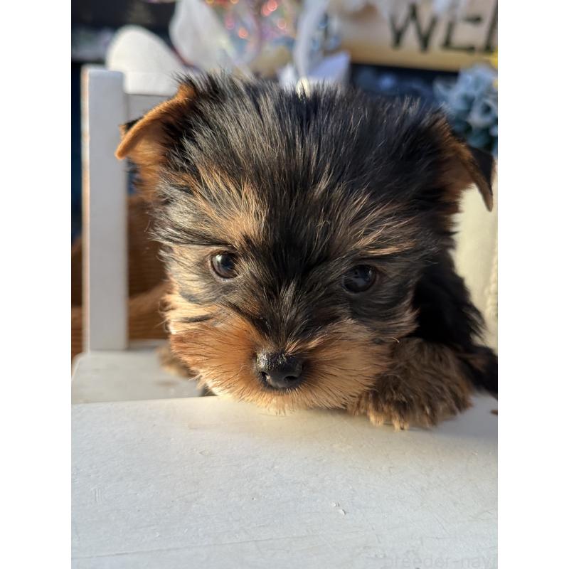 販売中の宮崎県のヨークシャーテリア-431334の3枚目
