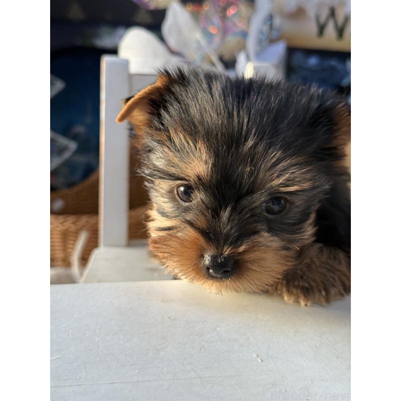 販売中の宮崎県のヨークシャーテリア-431334の2枚目
