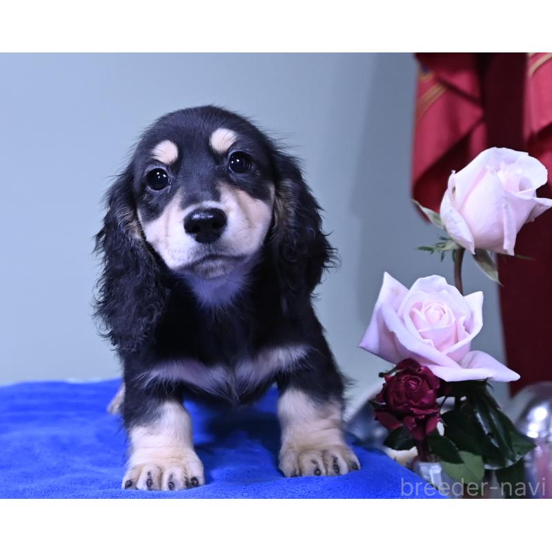 販売中の愛媛県のミニチュアダックスフンド(ロングヘアード)-431335の7枚目