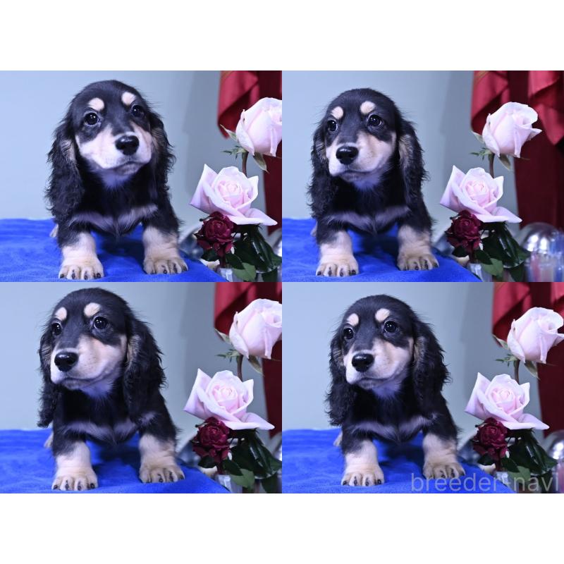 販売中の愛媛県のミニチュアダックスフンド(ロングヘアード)-431335の6枚目