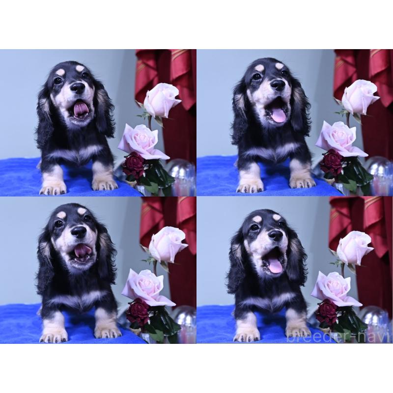 販売中の愛媛県のミニチュアダックスフンド(ロングヘアード)-431335の5枚目