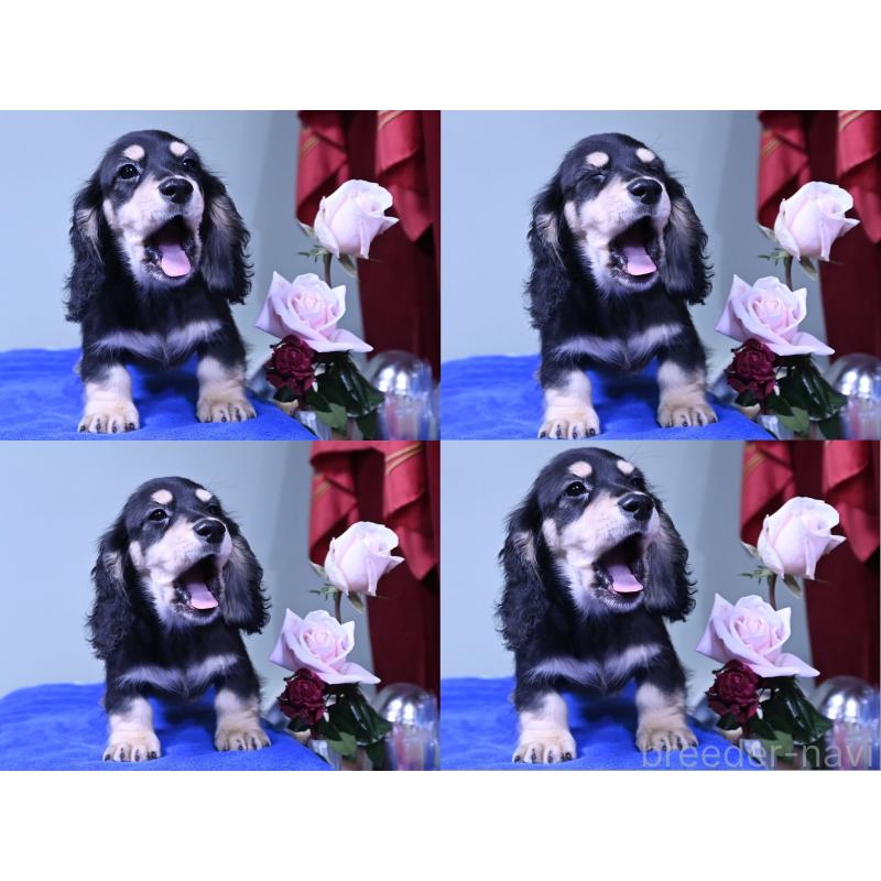 販売中の愛媛県のミニチュアダックスフンド(ロングヘアード)-431335の4枚目