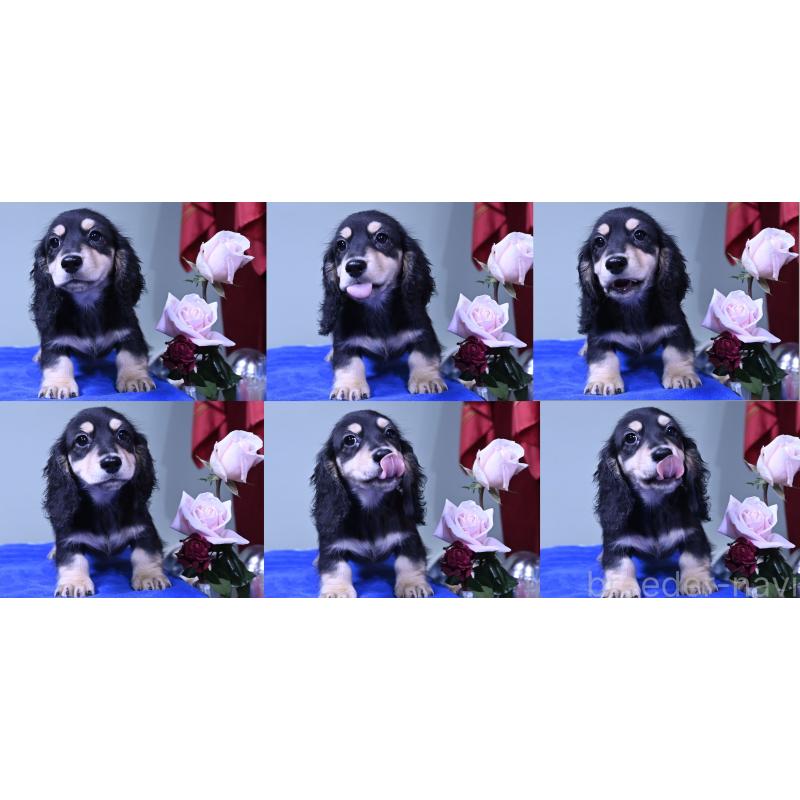 販売中の愛媛県のミニチュアダックスフンド(ロングヘアード)-431335の3枚目