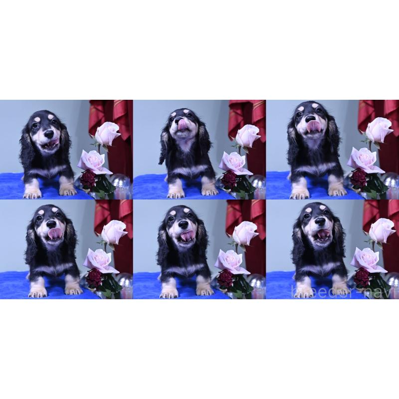 販売中の愛媛県のミニチュアダックスフンド(ロングヘアード)-431335の2枚目