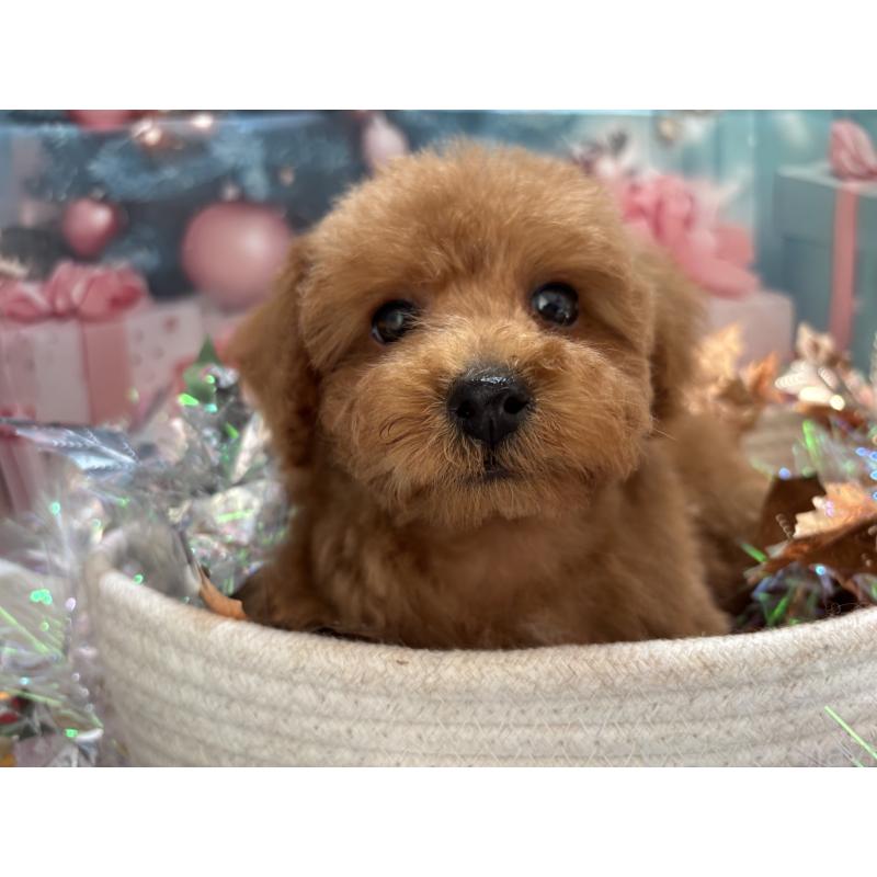 販売中ののトイプードル-423582