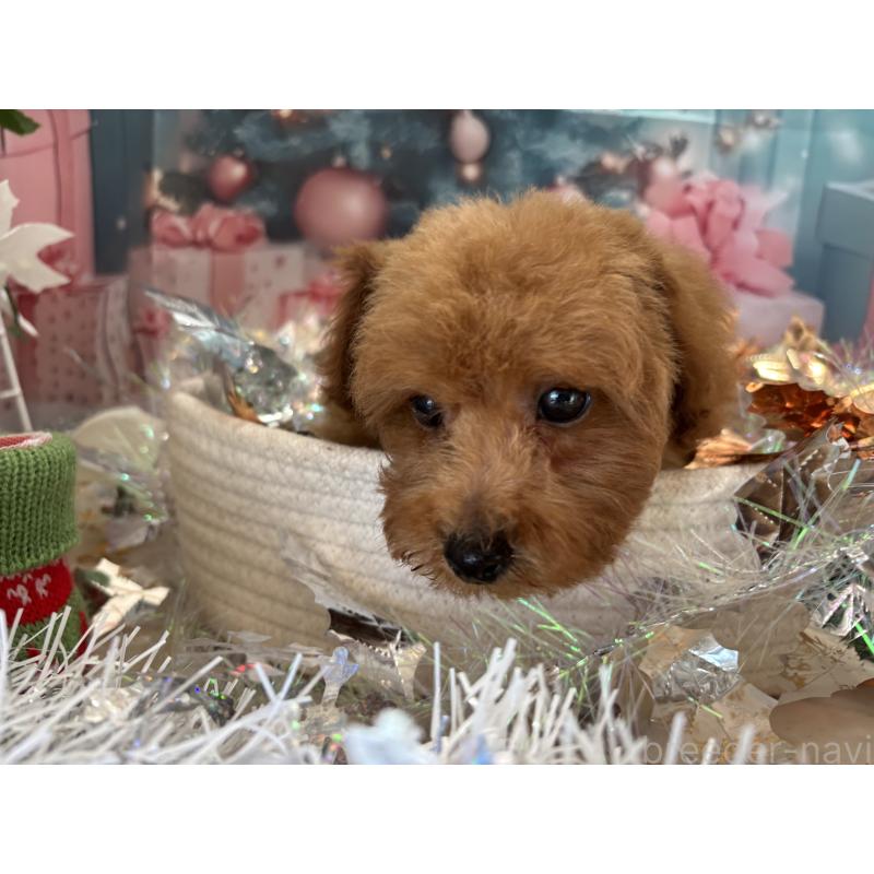 販売中の栃木県のトイプードル-423582の8枚目