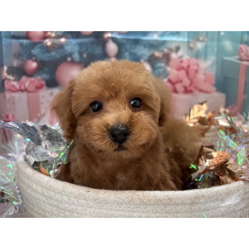 販売中の栃木県のトイプードル-423582の2枚目