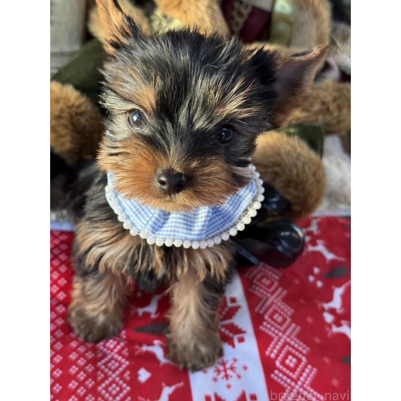 販売中の宮崎県のヨークシャーテリア-431337の6枚目