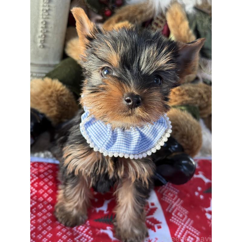 販売中の宮崎県のヨークシャーテリア-431337の5枚目