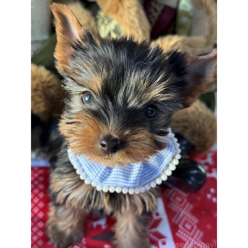 販売中の宮崎県のヨークシャーテリア-431337の4枚目