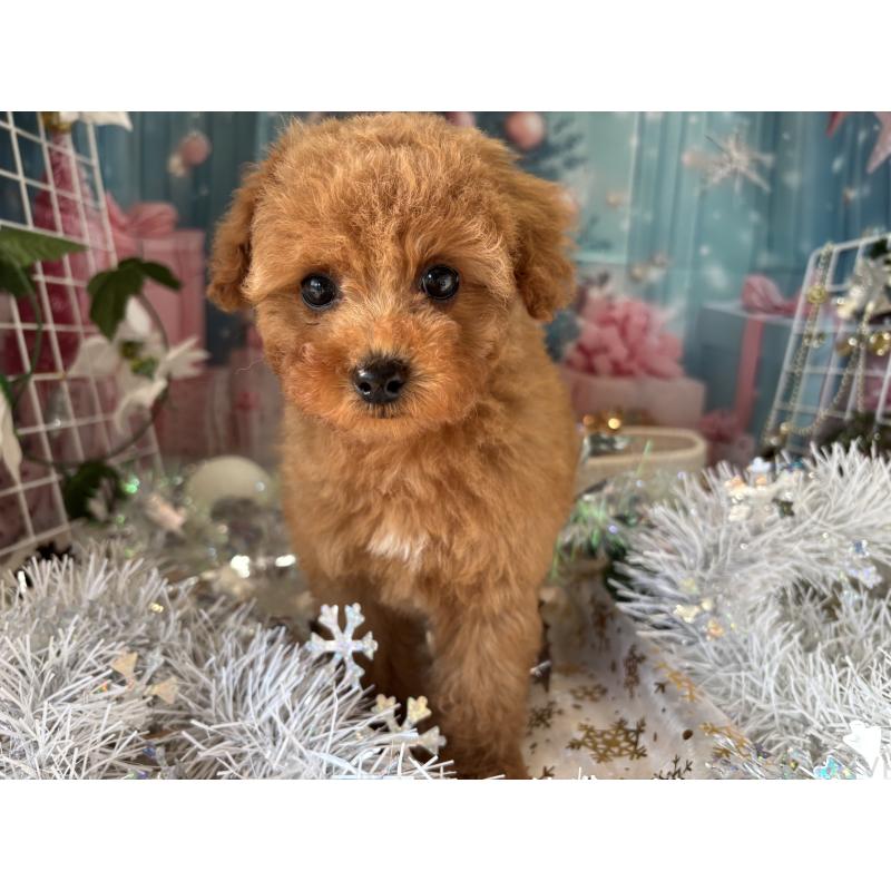 商談中の栃木県のトイプードル-423581の1枚目