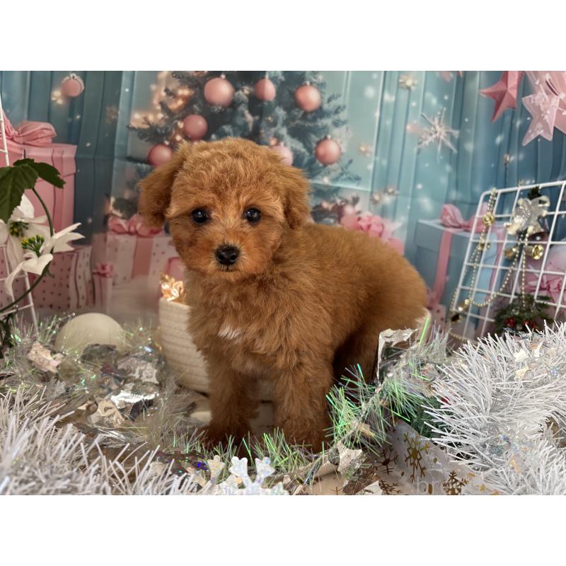 商談中の栃木県のトイプードル-423581の8枚目