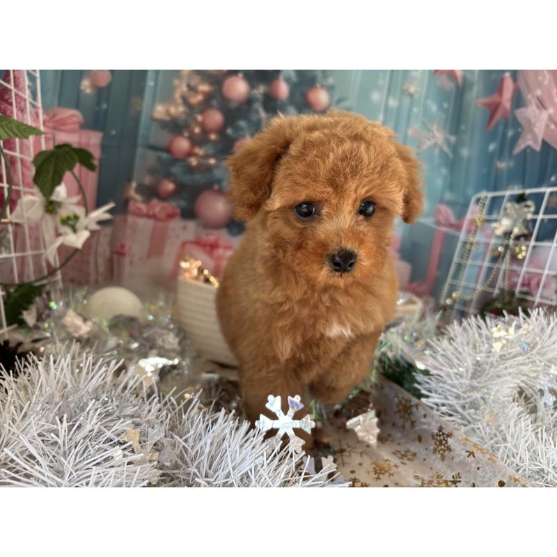 商談中の栃木県のトイプードル-423581の7枚目