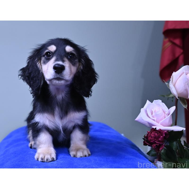 販売中の愛媛県のミニチュアダックスフンド(ロングヘアード)-431336の8枚目